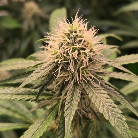 Lumpy's Fritter S1 growlog timeline photo