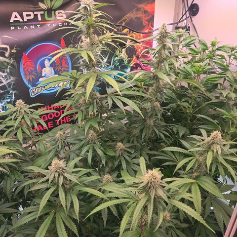Lumpy's Fritter S1 growlog timeline photo