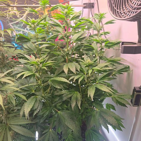 Blueberry Lobster growlog timeline photo