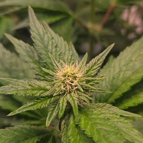 Blueberry Lobster growlog timeline photo