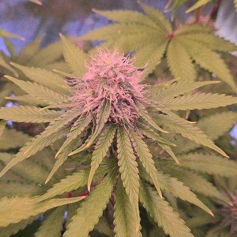 Apple Jack growlog timeline photo