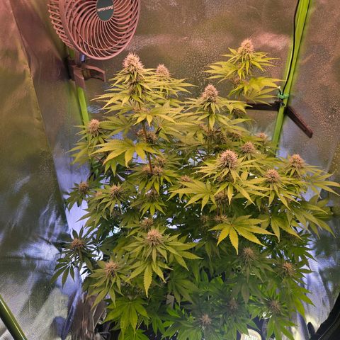Apple Jack growlog timeline photo