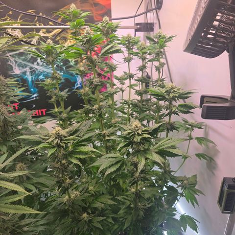 Blueberry Lobster growlog timeline photo