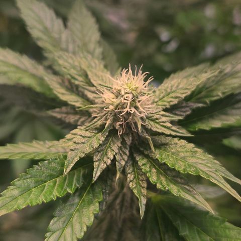 Blueberry Lobster growlog timeline photo