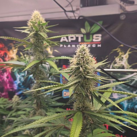 Lumpy's Fritter S1 growlog timeline photo