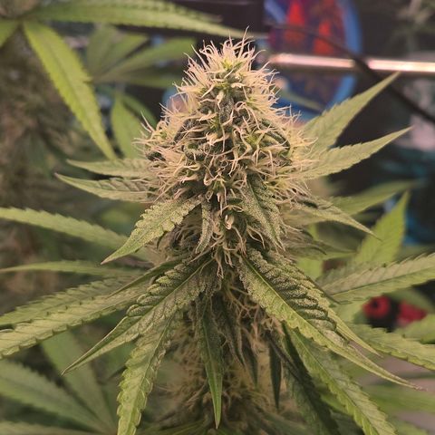 Lumpy's Fritter S1 growlog timeline photo