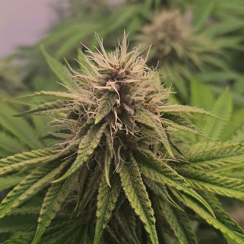 Platinum Paloma growlog timeline photo