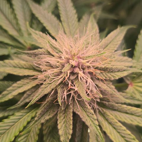 Platinum Paloma growlog timeline photo