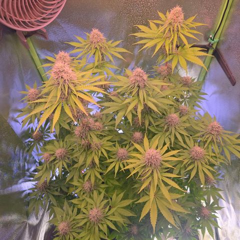 Apple Jack growlog timeline photo