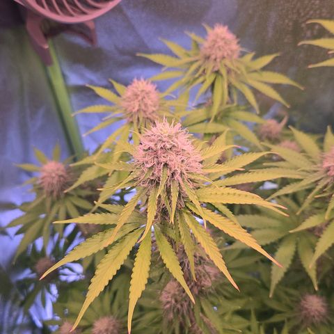 Apple Jack growlog timeline photo