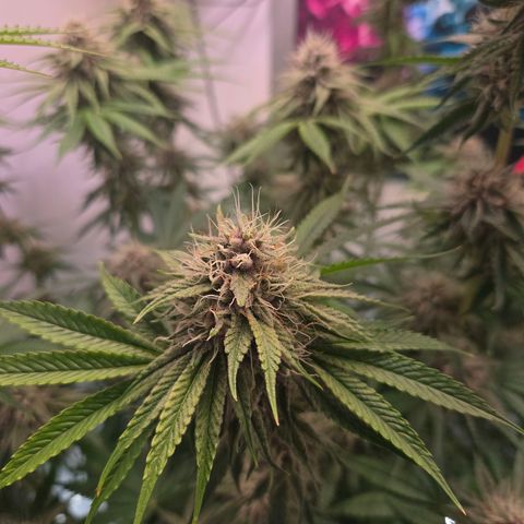 Platinum Paloma growlog timeline photo