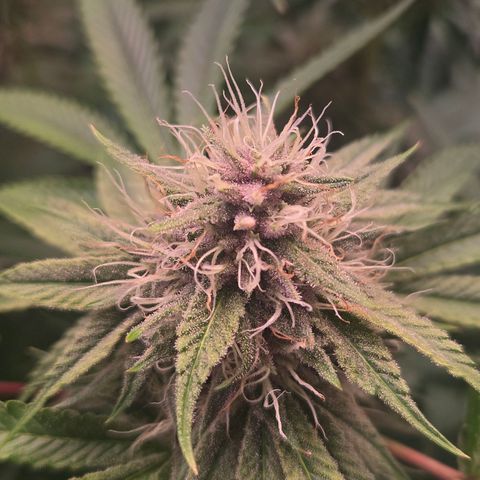 Platinum Paloma growlog timeline photo