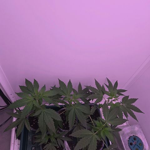 Lumpy's Fritter S1 growlog timeline photo