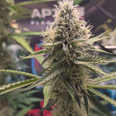 Lumpy's Fritter S1 growlog timeline photo