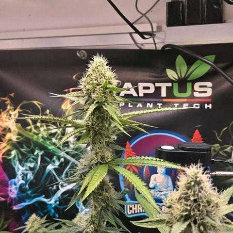 Lumpy's Fritter S1 growlog timeline photo