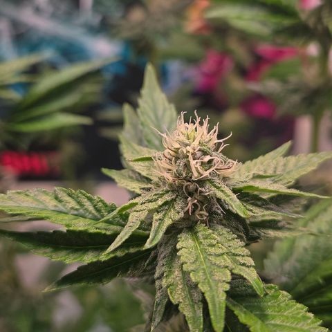 Blueberry Lobster growlog timeline photo