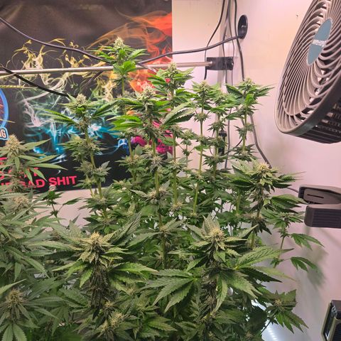 Blueberry Lobster growlog timeline photo