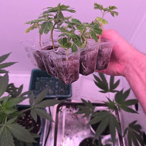 Blueberry Lobster growlog timeline photo