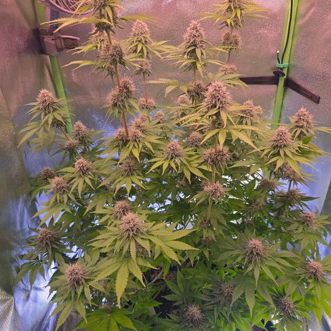 Apple Jack growlog timeline photo