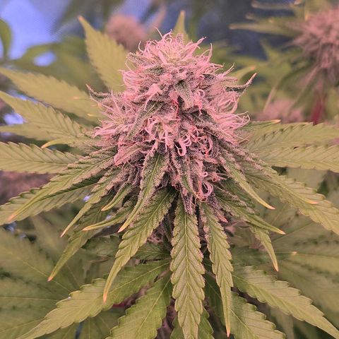 Apple Jack growlog timeline photo