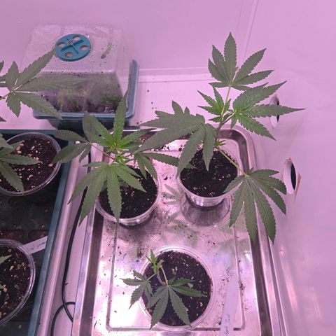 Apple Jack growlog timeline photo