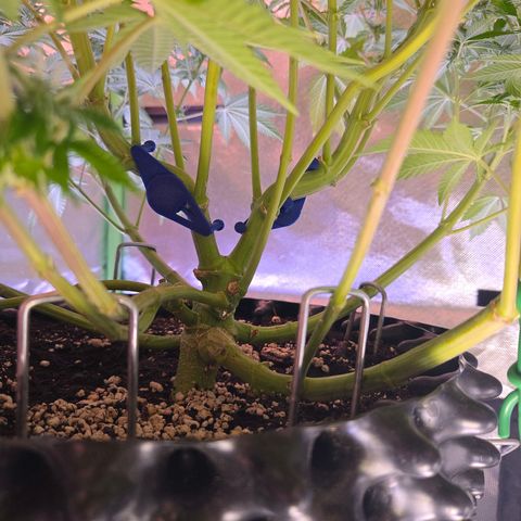 Apple Jack growlog timeline photo