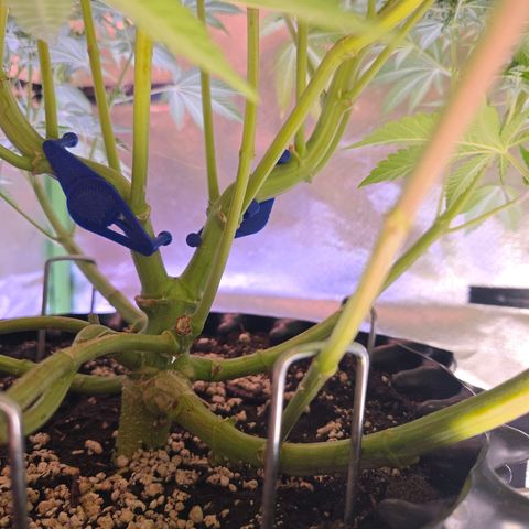 Apple Jack growlog timeline photo