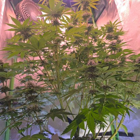 Apple Jack growlog timeline photo