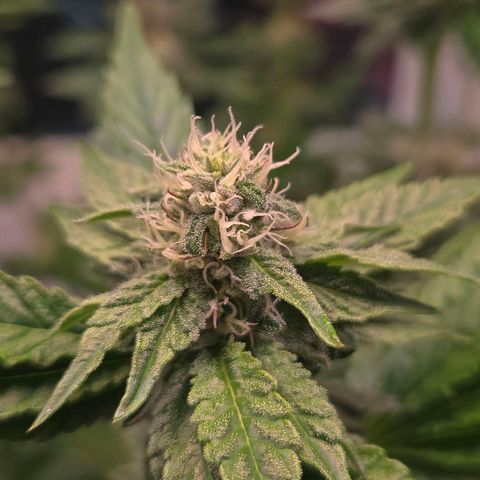 Blueberry Lobster growlog timeline photo