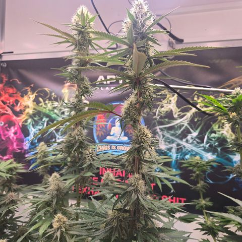 Lumpy's Fritter S1 growlog timeline photo