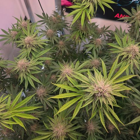 Platinum Paloma growlog timeline photo
