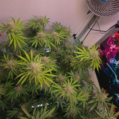 Platinum Paloma growlog timeline photo