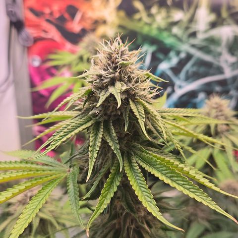 Platinum Paloma growlog timeline photo