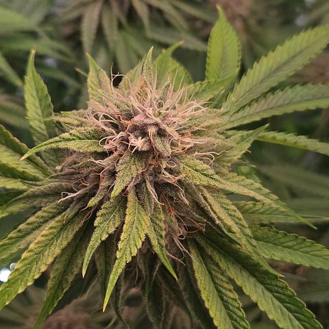 Platinum Paloma growlog timeline photo