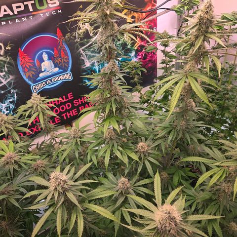 Lumpy's Fritter S1 growlog timeline photo