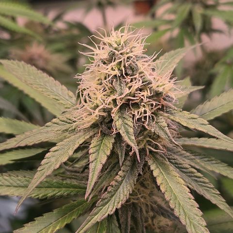 Lumpy's Fritter S1 growlog timeline photo