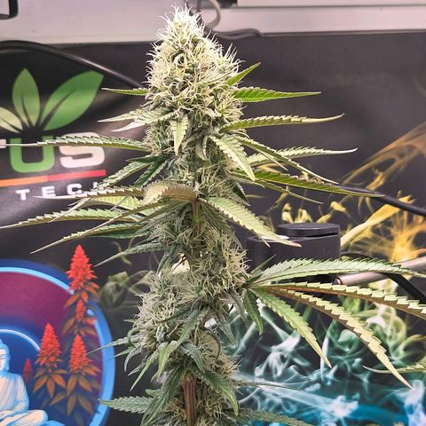 Lumpy's Fritter S1 growlog timeline photo