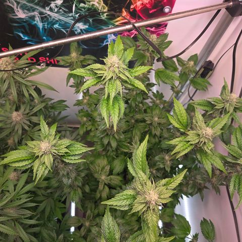 Blueberry Lobster growlog timeline photo