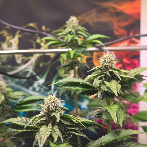 Blueberry Lobster growlog timeline photo