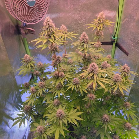 Apple Jack growlog timeline photo