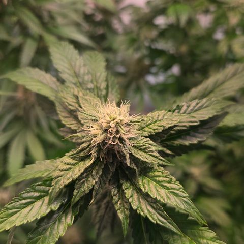 Blueberry Lobster growlog timeline photo