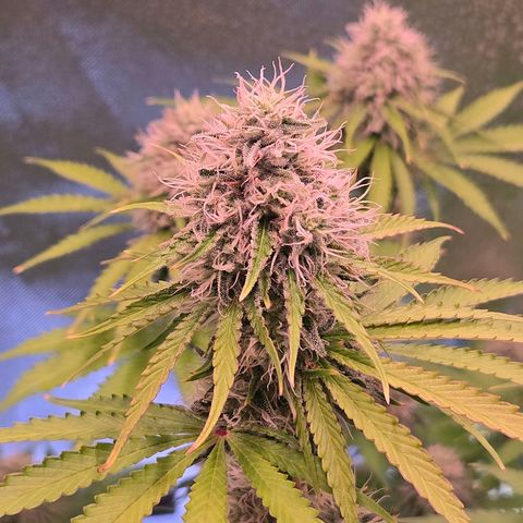 Apple Jack growlog timeline photo