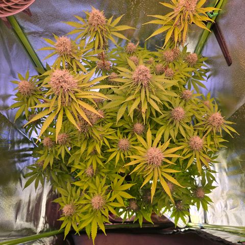 Apple Jack growlog timeline photo