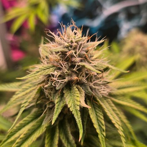Platinum Paloma growlog timeline photo