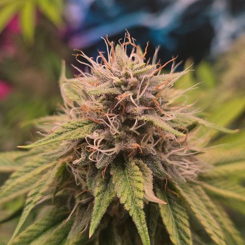 Platinum Paloma growlog timeline photo