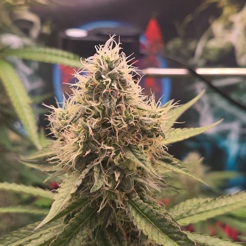 Lumpy's Fritter S1 growlog timeline photo
