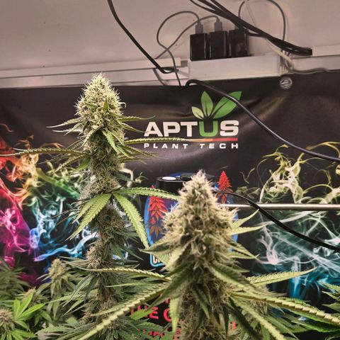 Lumpy's Fritter S1 growlog timeline photo