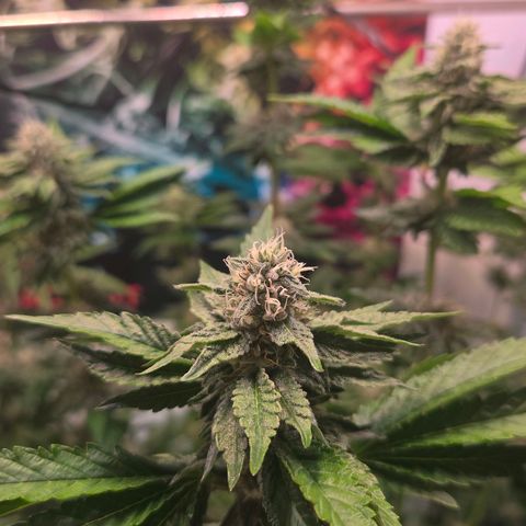 Blueberry Lobster growlog timeline photo
