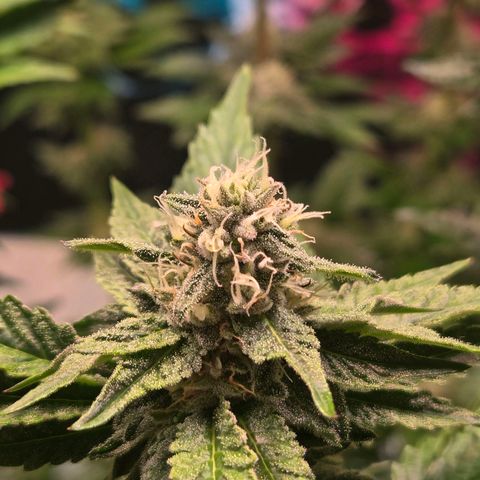 Blueberry Lobster growlog timeline photo
