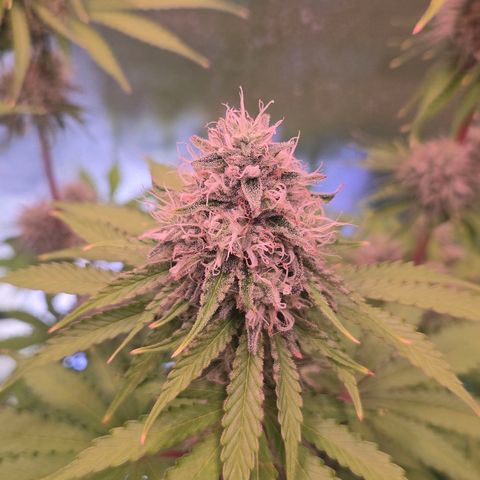 Apple Jack growlog timeline photo